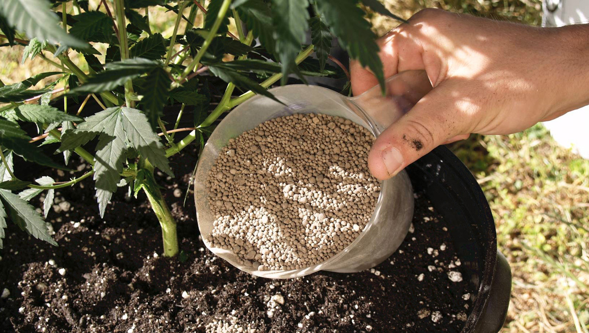Best Ways To Boost Trichome Production: Adding Powdered Supplements