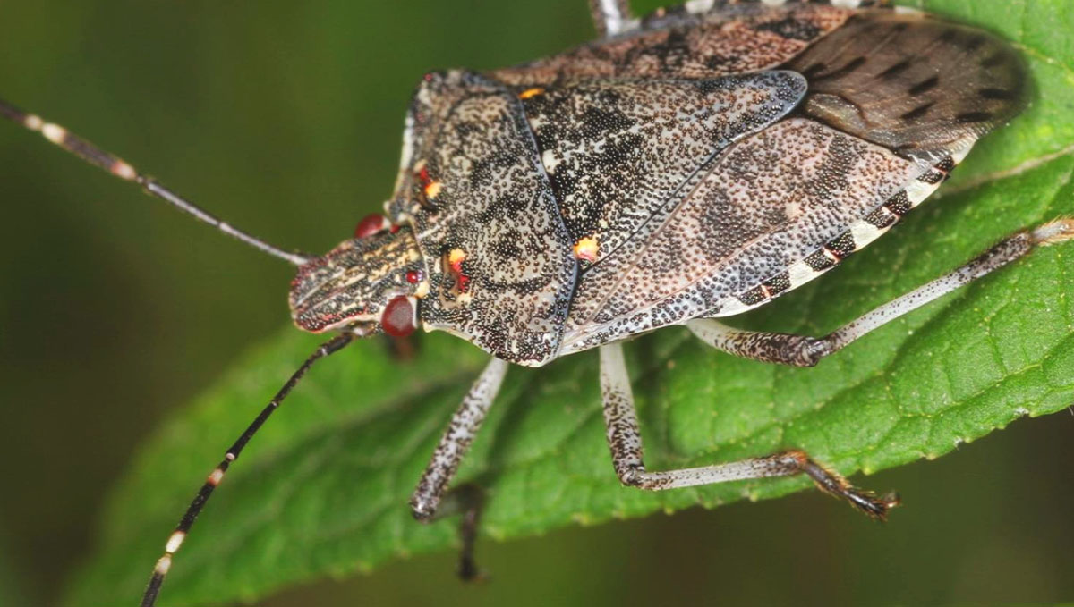 Watch out for any stink bugs on your cannabis plants as you do your daily checks.