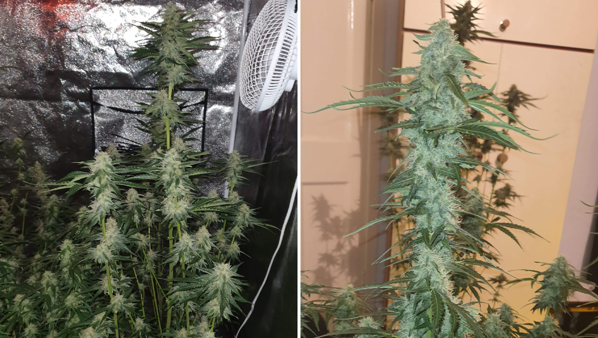 Cheese Auto: week 8
