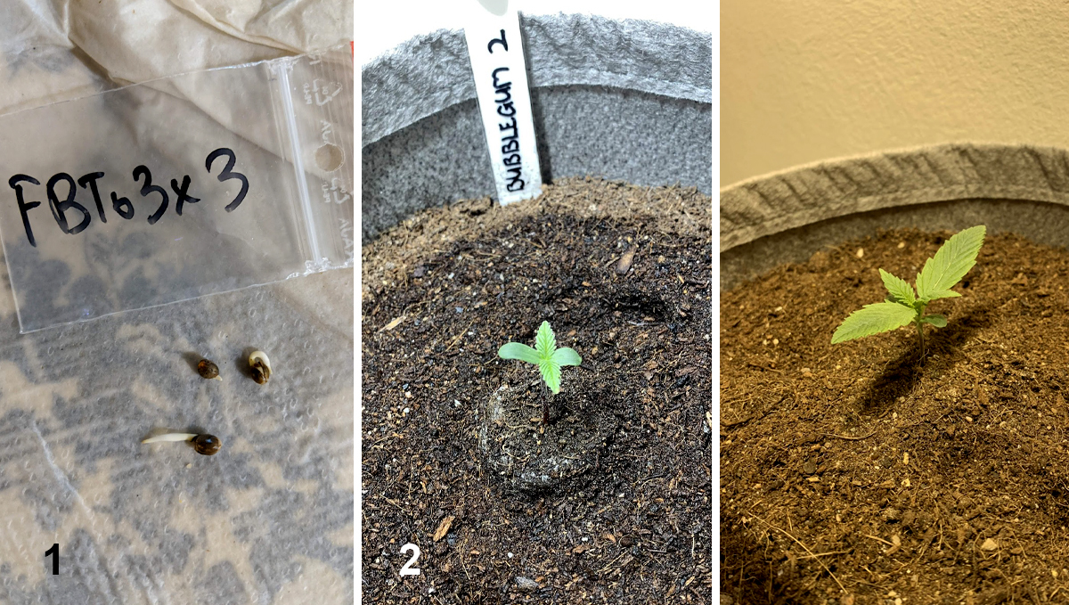 BubbleGum Auto: week 1 BubbleGum Auto: week 1