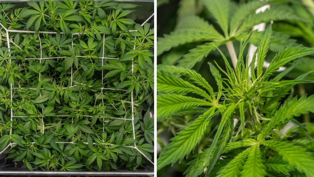 Gorilla Cookies Auto Plants Seed Week-by-Week Guide: ScrOG