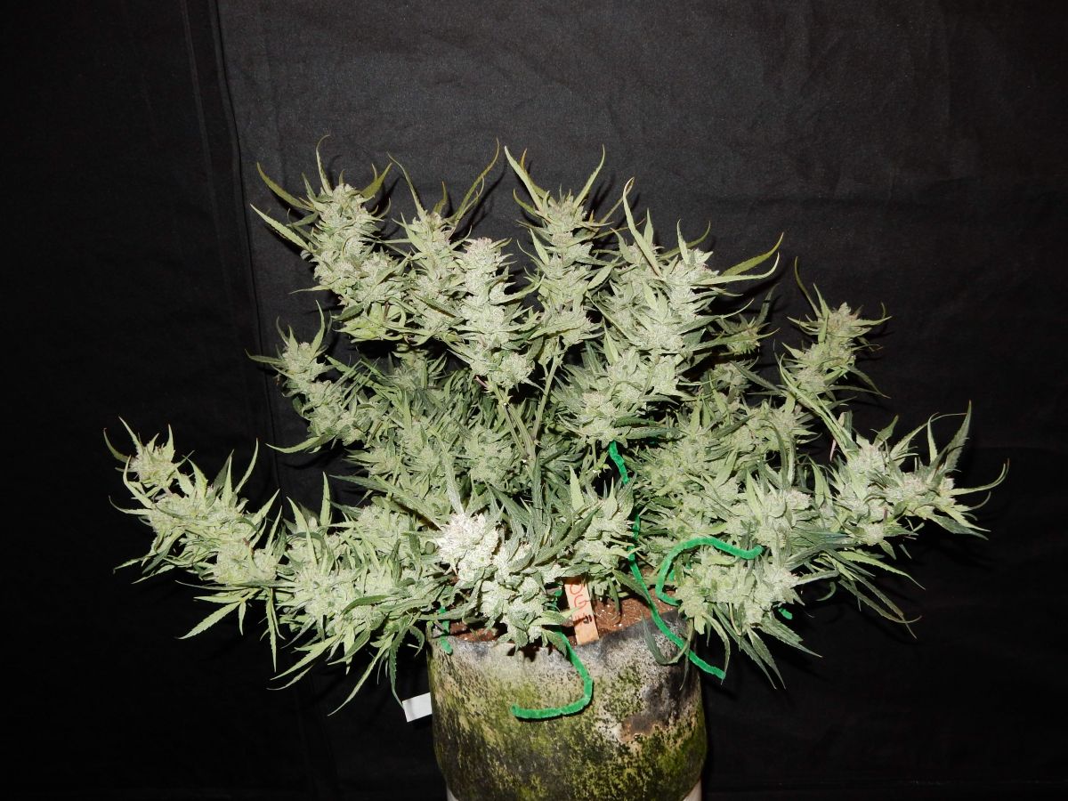 Fast Buds Autoflower OG Kush West Coast OG