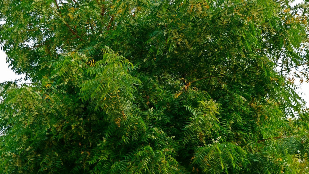 Organic pesticides for plants: Neem tree