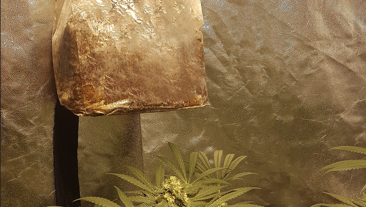 Increase cannabis yields with co2: co2 bags