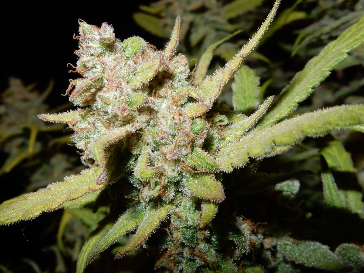 Têtes de cannabis Pineapple, riches en THC, avec des trichomes scintillants sous la lumière.