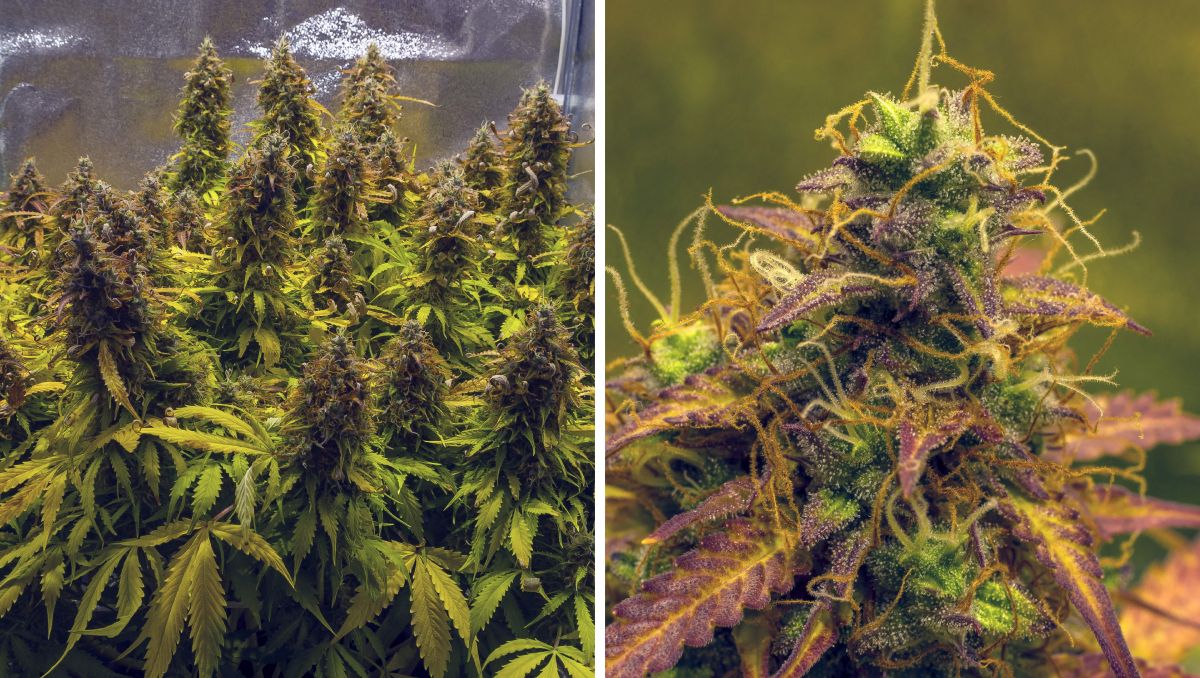 Gorilla Cookies Auto Plants Seed Week-by-Week Guide: Faded but fat colas