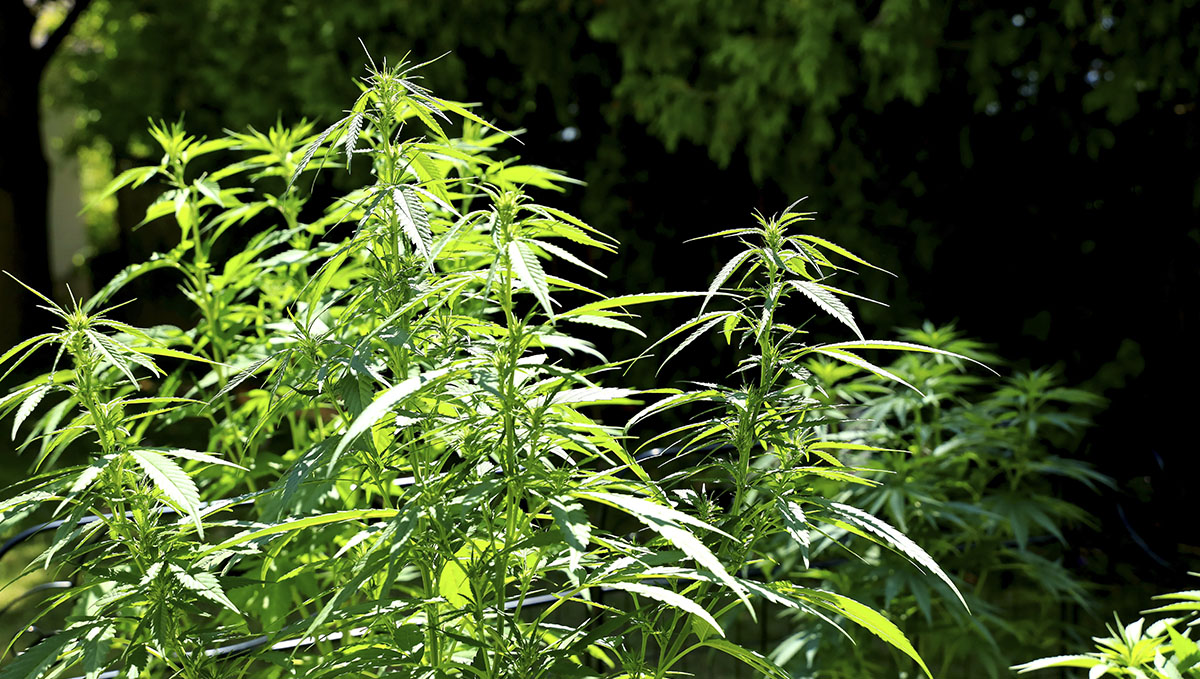ヘンプ植物は背が高く細く、葉が少ないです。