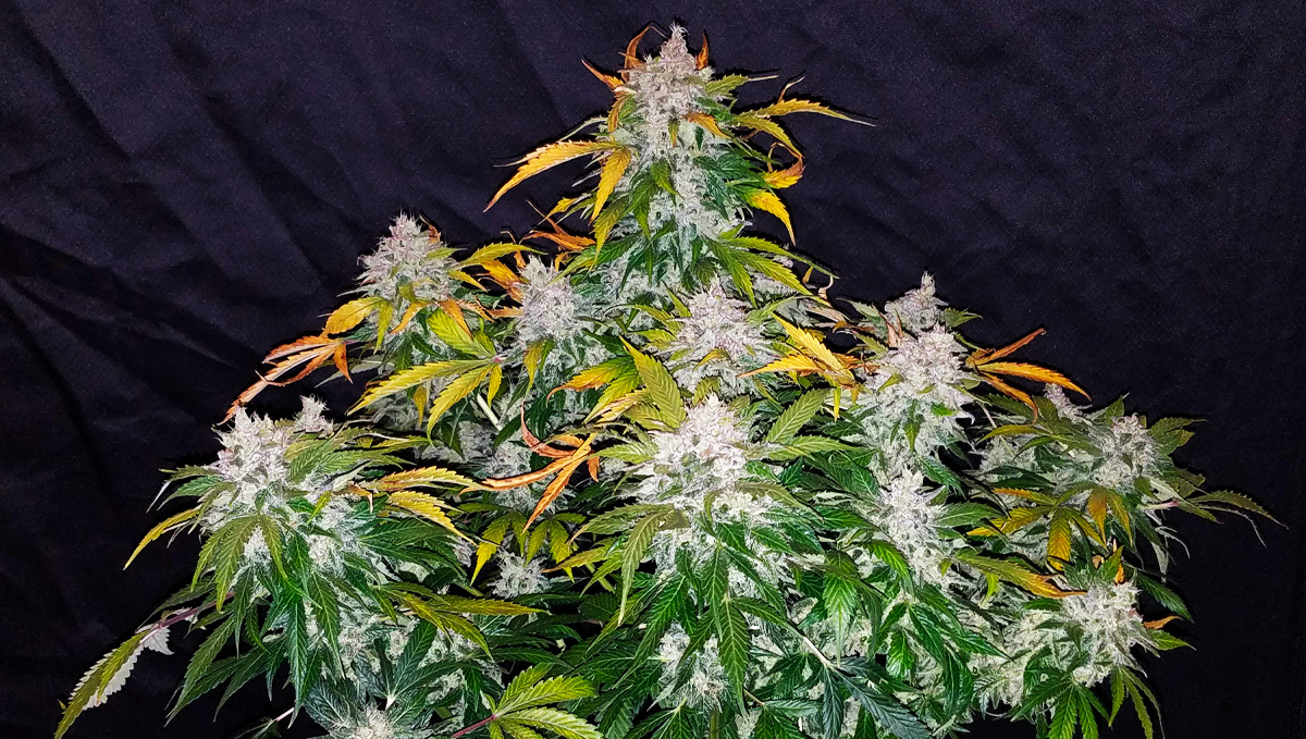 Stardawg Auto Pflanze, buschig mit dichten Buds im Freien.