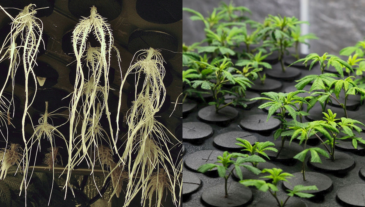 Growing Plants In An Aeroponic System: What is Aeroponic system