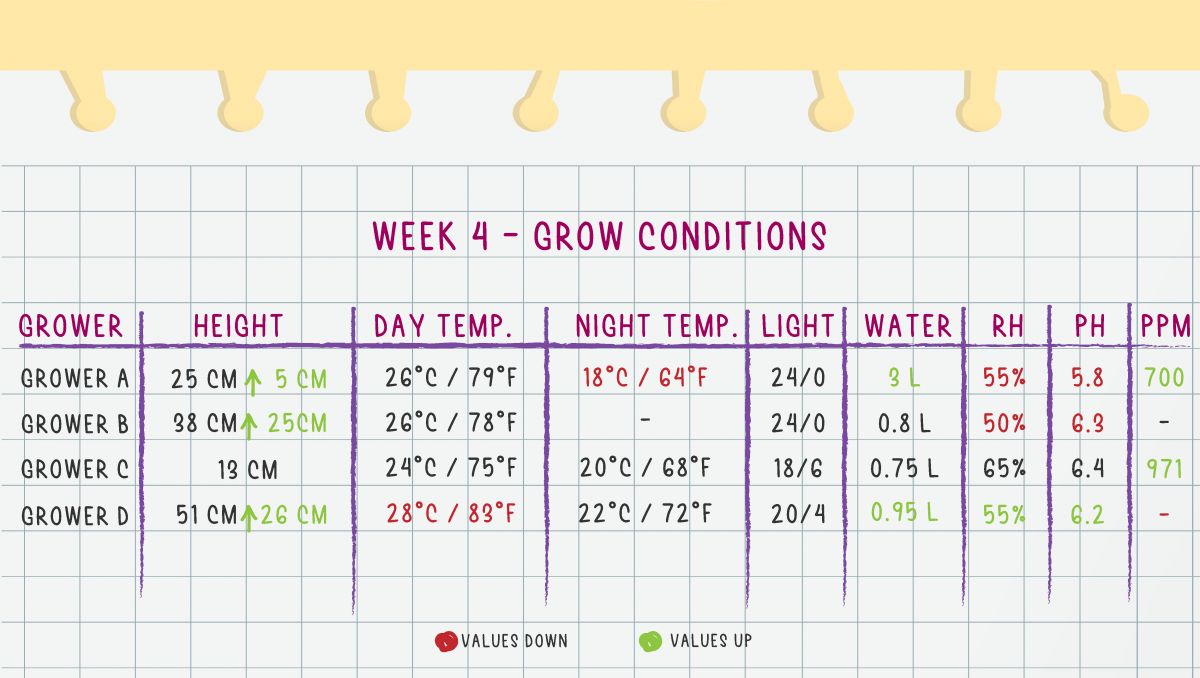 Orange Sherbet Auto Plants Seed Week-by-Week Guide: Week 4 grow conditions