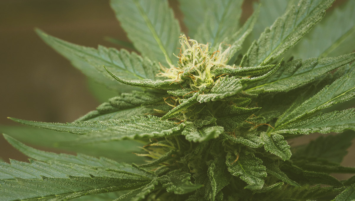 Is é Pinene an terpene a thugann an blas adhmadúil, foraoiseach sin ar fhaiche.