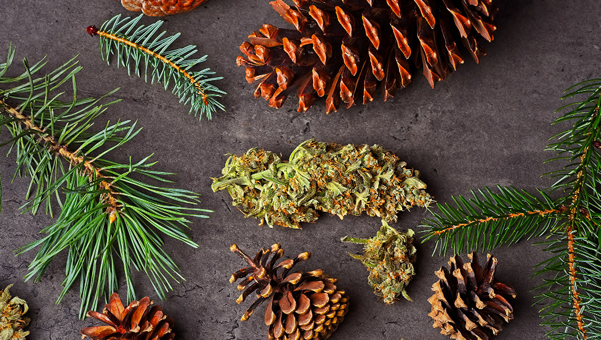 Faigh amach cá bhfaightear terpenes pinene.
