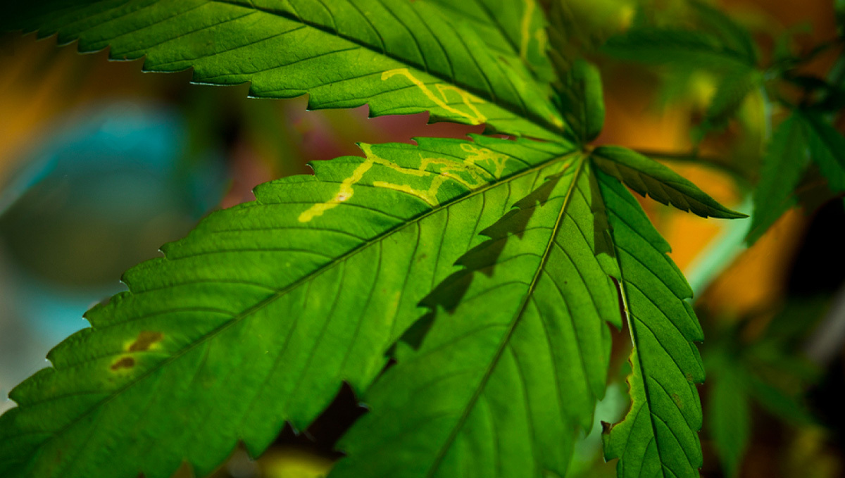 Most Common Pests In Cannabis: Symptoms of Leaf Miners