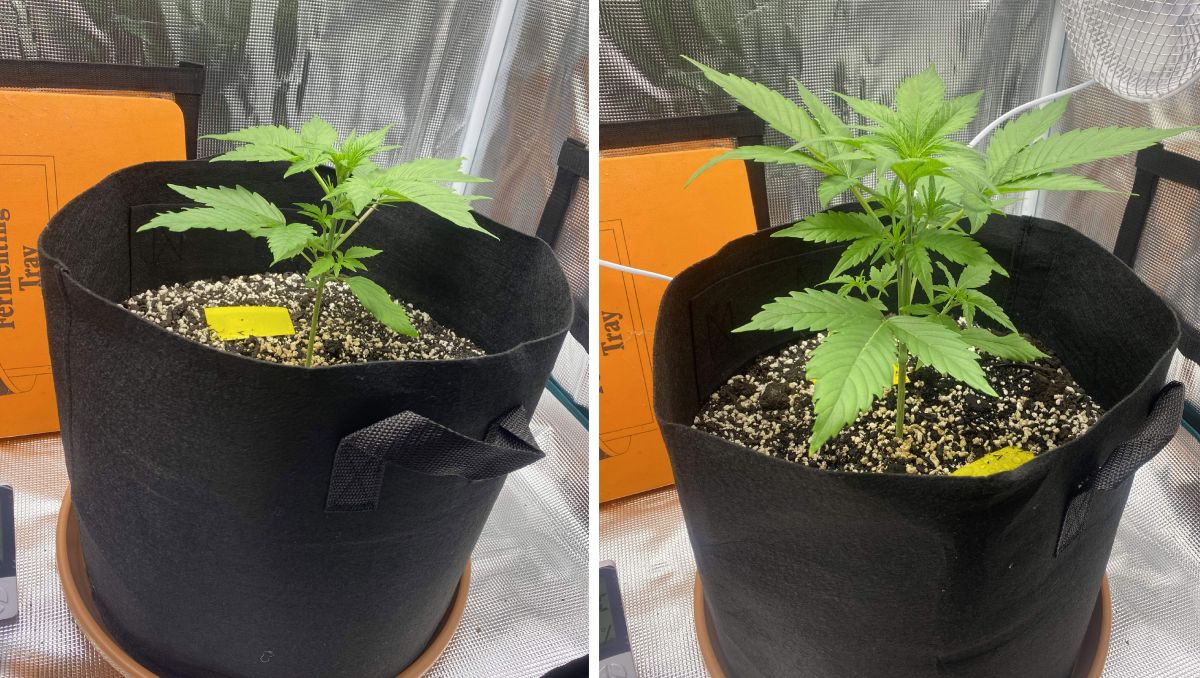 Gorilla Cookies Auto Plants Seed Week-by-Week Guide: Seedlings transitioning to veg