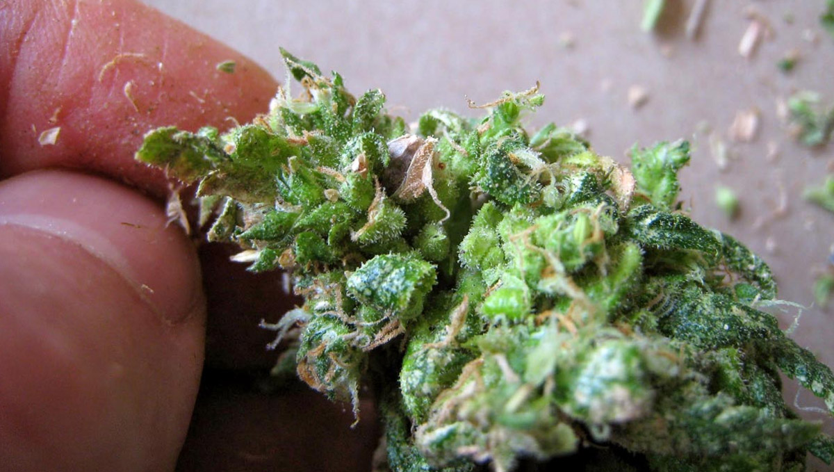 Make sure you remove the seeds in your buds.