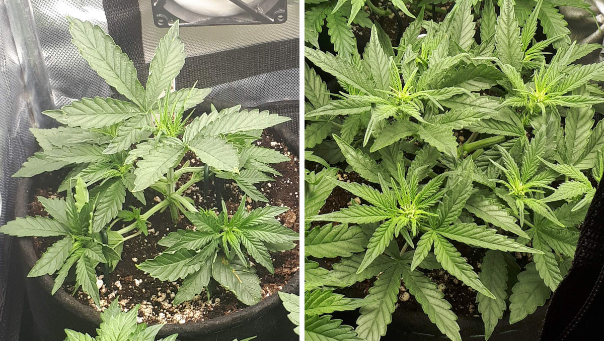 ストロベリーパイ オート大麻品種 週ごとの栽培ガイド: 4週目プレフラワー株