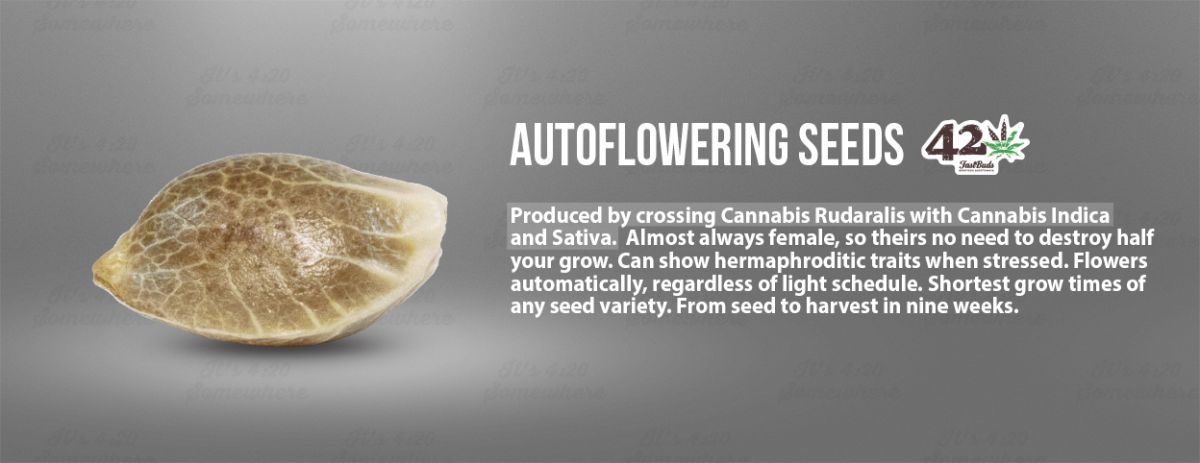 What are autoflowering, feminized and regular seeds: autoflowering seeds