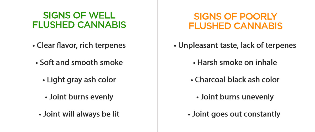 How To Flush Your Autoflowering Cannabis Plants: Signs of Well and Bad Flushed Cannabis