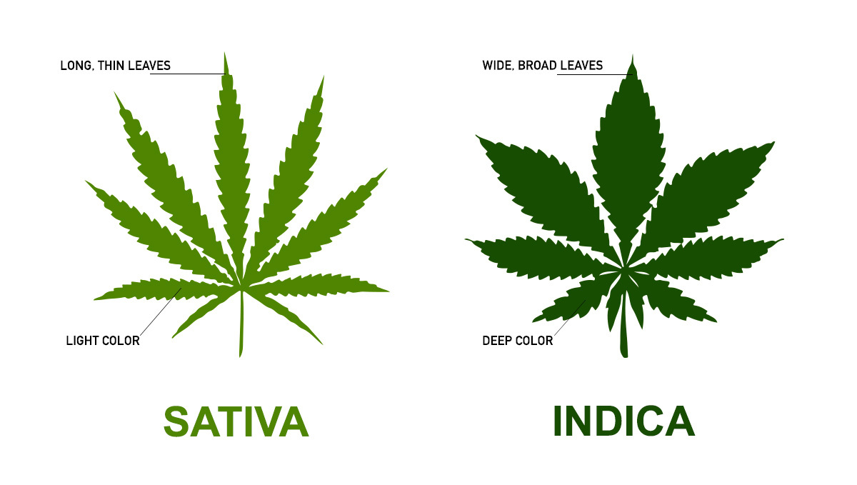 Close-up of Sativa and Indica leaves showcasing their unique shapes and sizes.