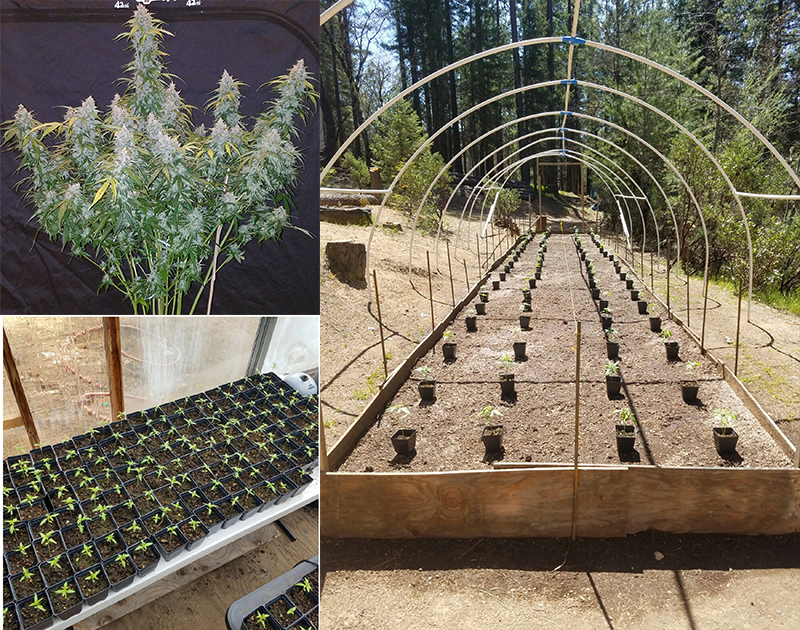 Fast Buds Six Shooter Grown Outdoors