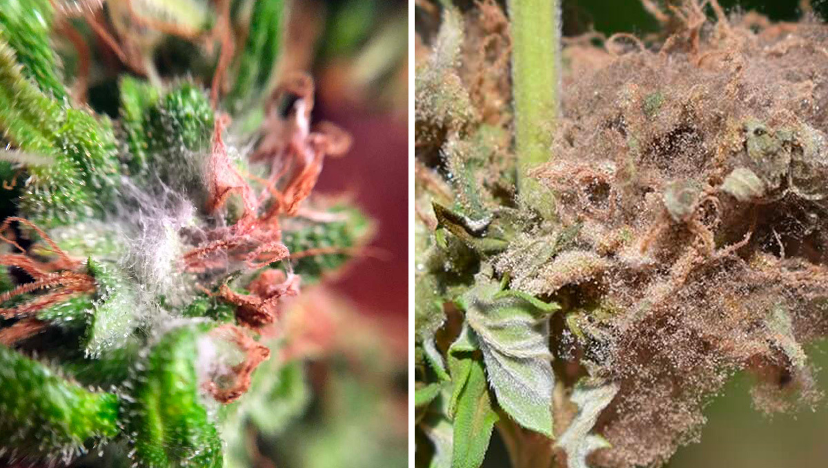 How to Return Plants Plants: Contaminated Plants Flowers