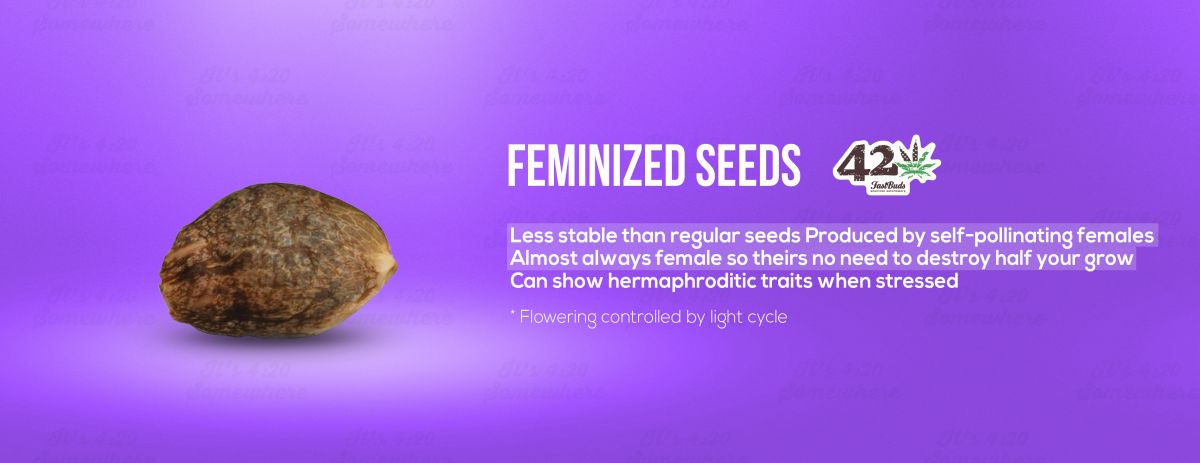 A description of feminized cannabis seeds