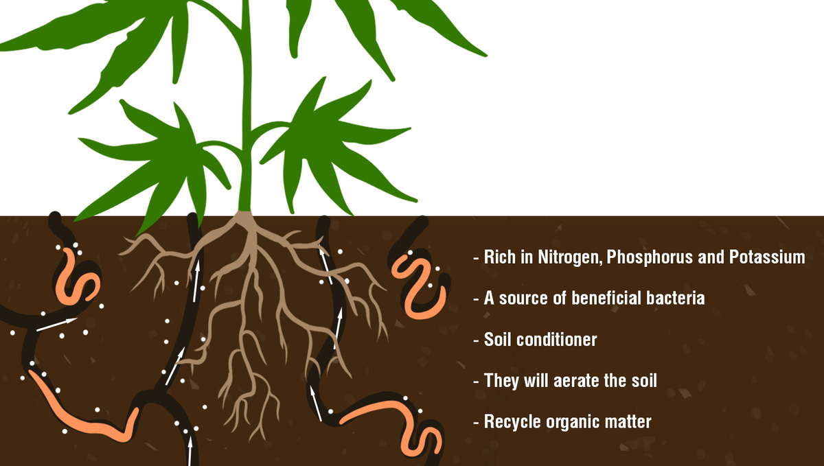 5 Reasons You Should Consider Growing Your Own Plants: Worm Castings and their benefits