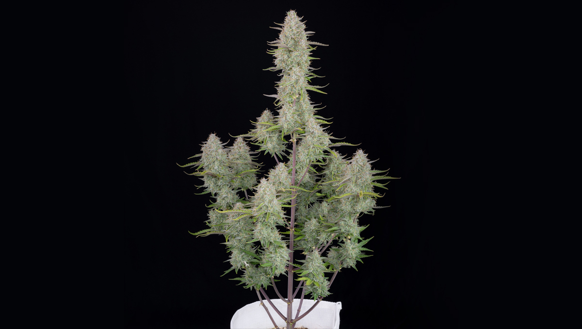 Top 10 seeds to grow outdoors: Wedding Cheesecake Auto