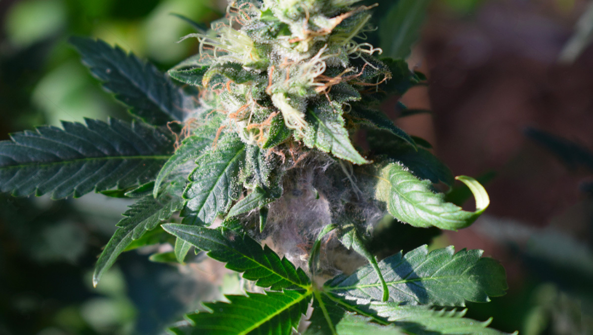 Main causes of bud rot: what is bud rot?