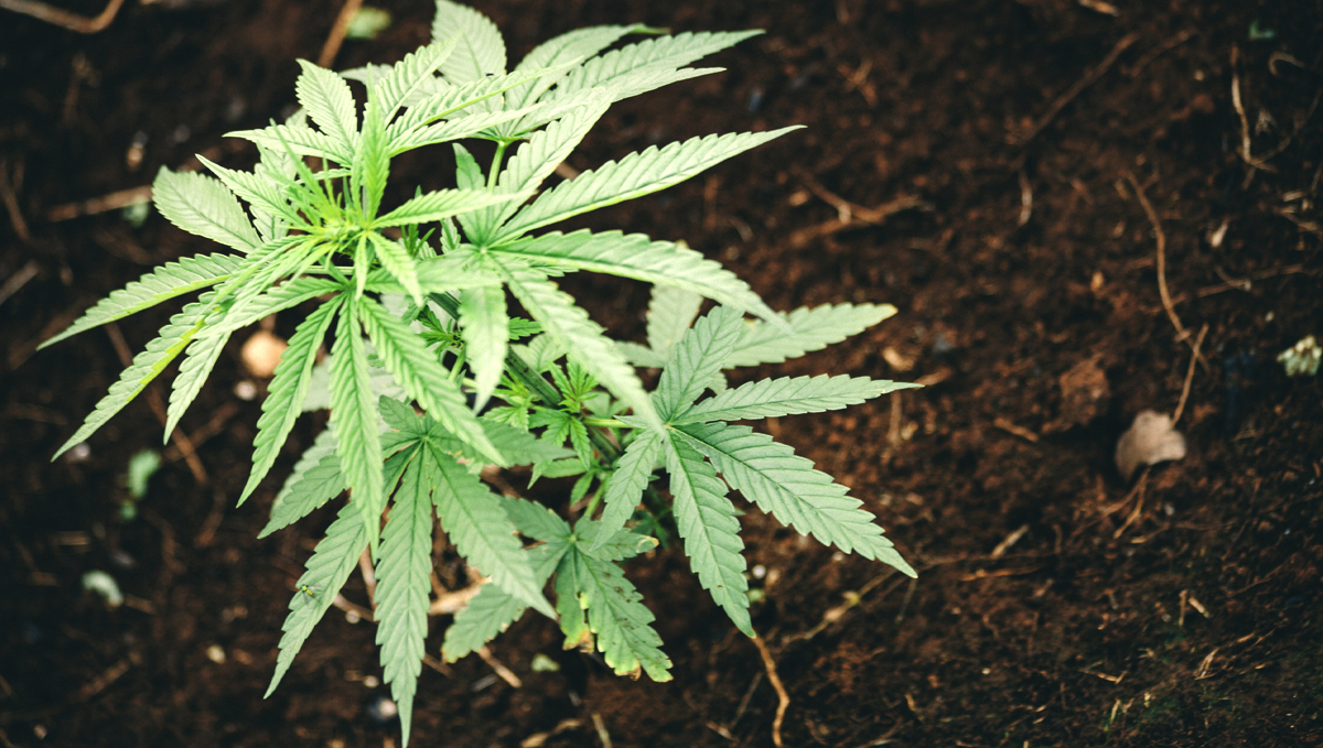 Top crop usage guide: pre-amended mix Top crop usage guide: pre-amended mix