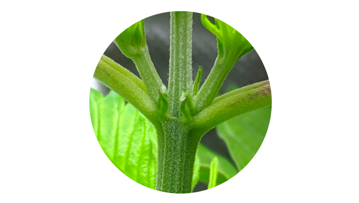 When do Autoflowers Start to Smell?: Pre-flowering stage of cannabis When do Autoflowers Start to Smell?: Pre-flowering stage of cannabis