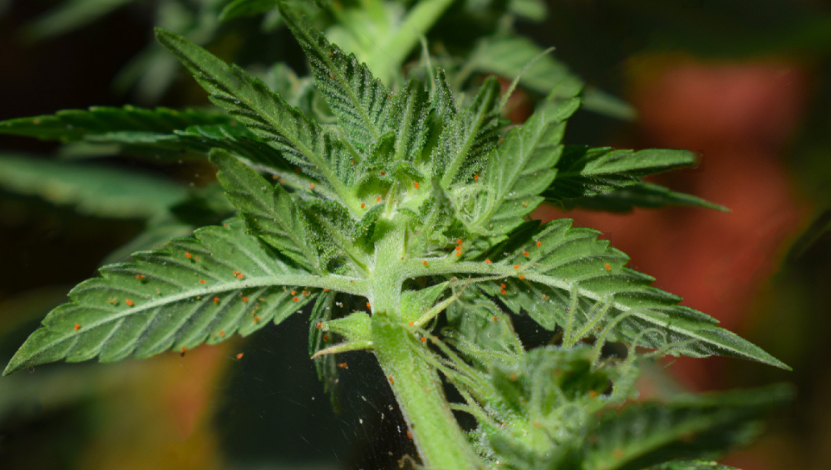 Most Common Pests In Cannabis: Spider mites infestation