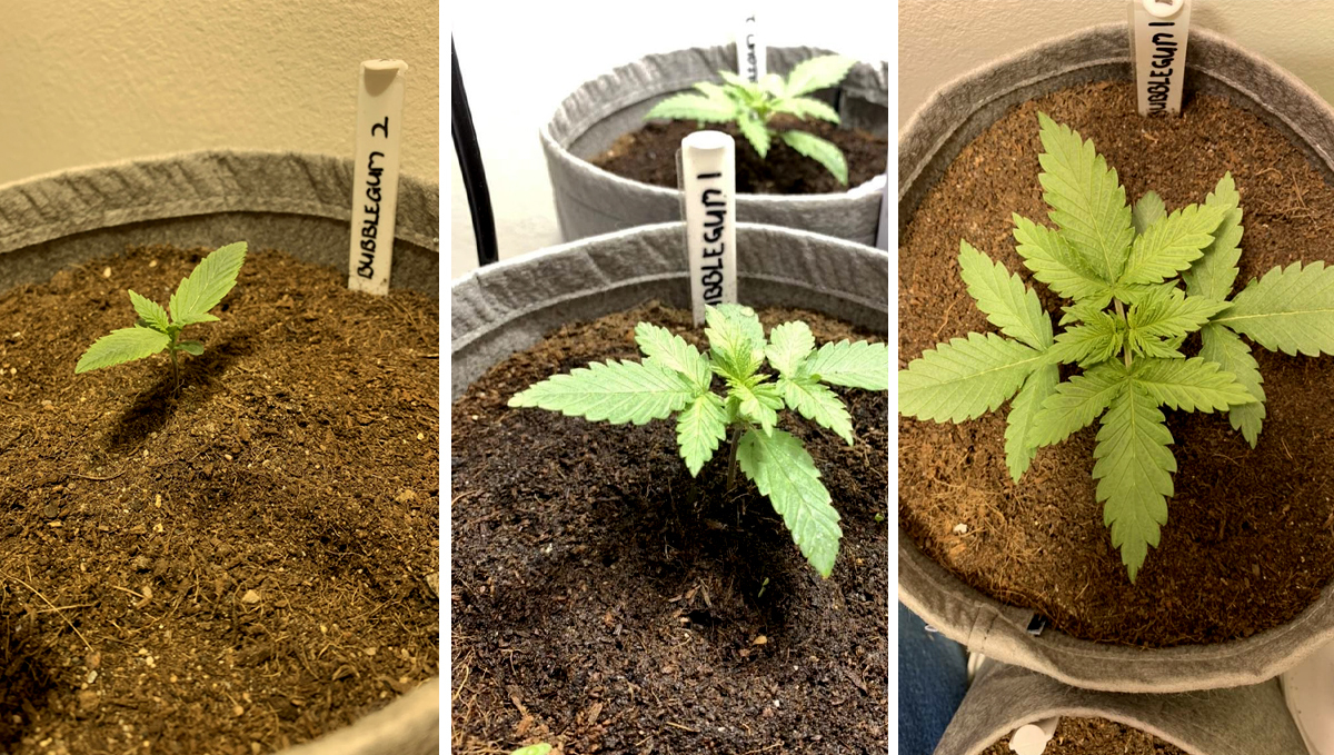BubbleGum Auto: week 2 BubbleGum Auto: week 2