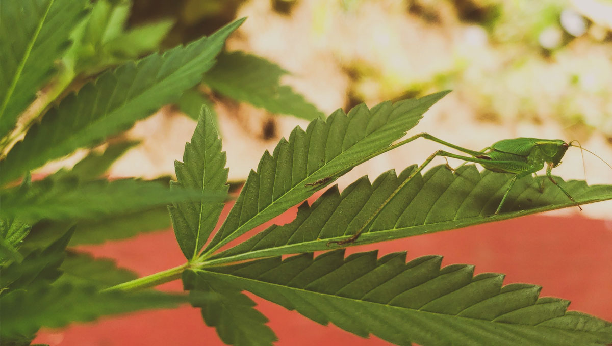 Check out for any visible signs of a grasshopper pest in your cannabis plants.