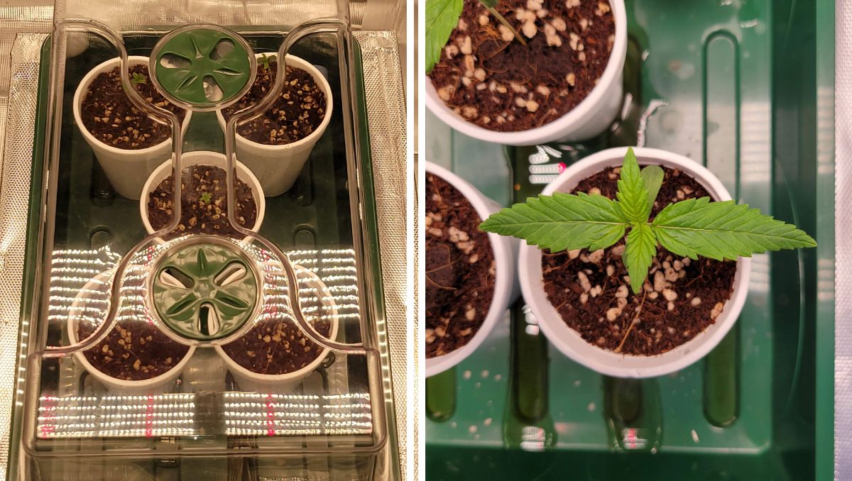 Gorilla Cookies Auto大麻品种全周期周周指南:派对杯中的幼苗 Gorilla Cookies Auto大麻品种全周期周周指南:派对杯中的幼苗