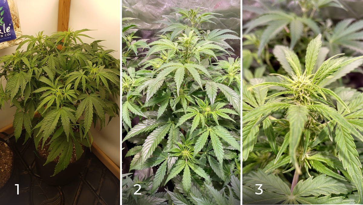 Jack Herer Auto: week 5