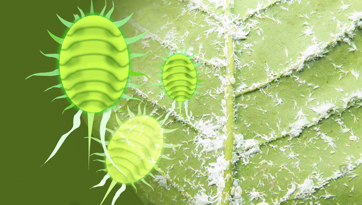 Most Common Pests In Plants: Heavy infestation of mealy bugs