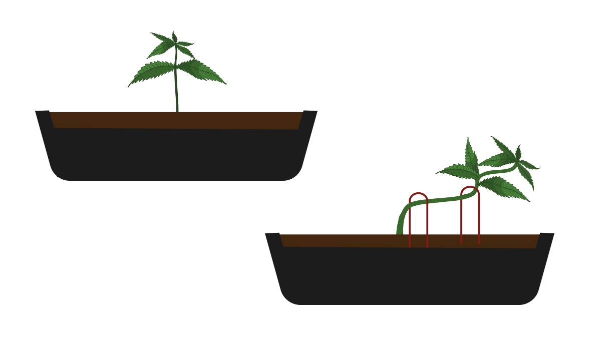 How to grow your own plants bonsai: prepare the pot