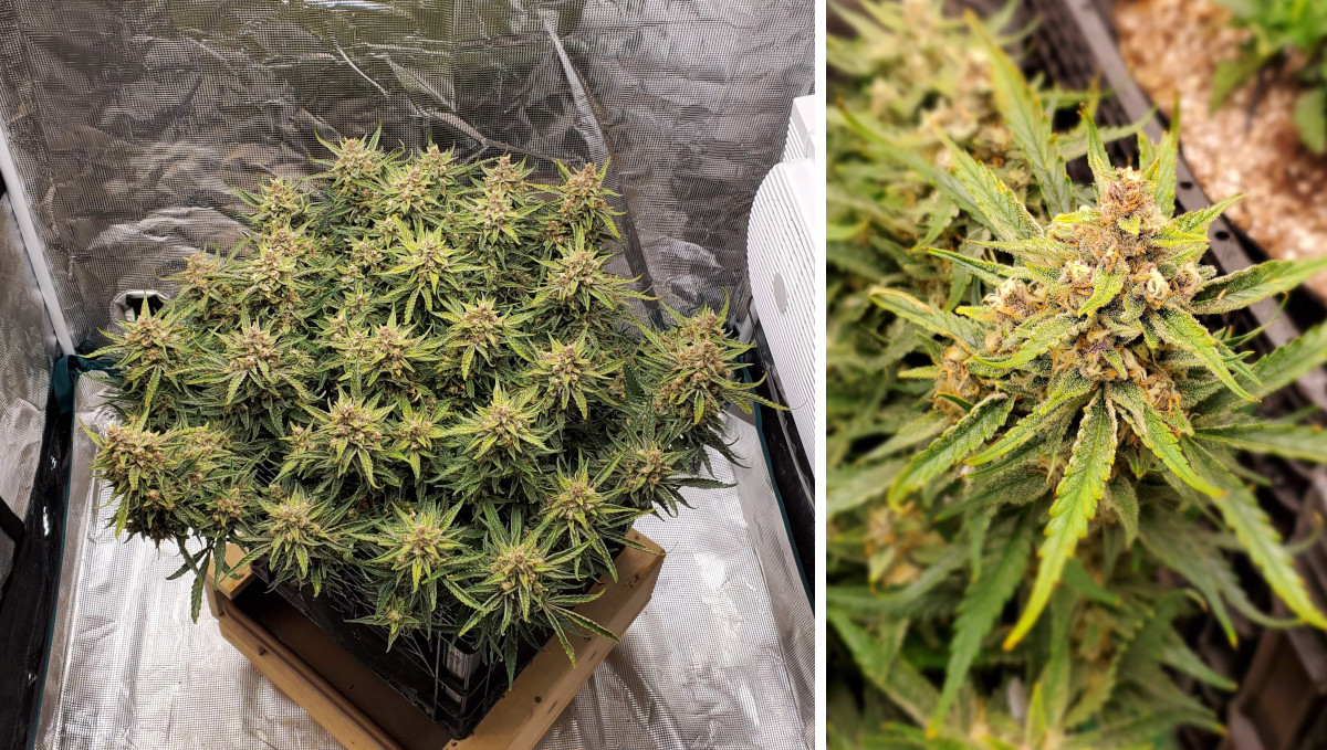 Gelato Auto Cannabis Strain Week-by-Week Guide: A very wide multi-top weed bush in a tent and her big mature cola