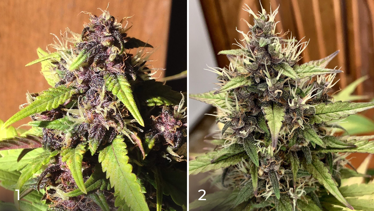 Basics of growing autos in soil: week 9