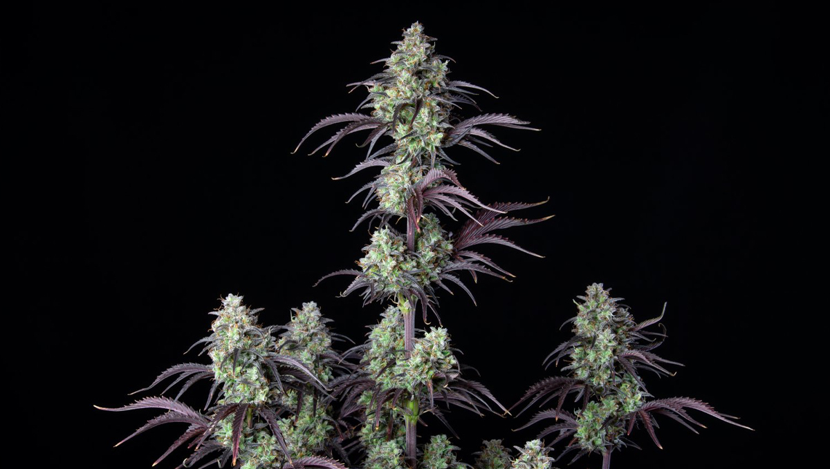 Top 10 seeds to grow outdoors: Mimosa Cake Auto