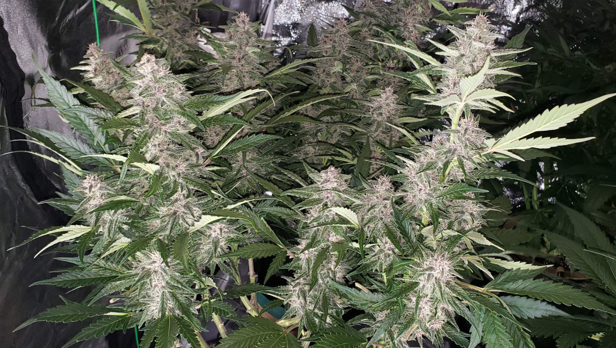 Strawberry Pie Auto Plants Seed Week-by-Week Guide: An auto stacking up many beautiful purplish and frosty flowers