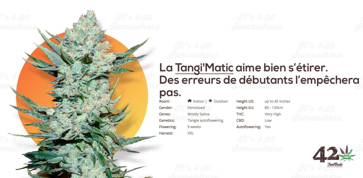Fast Buds' Autoflower Tangie, Tangie'Matic