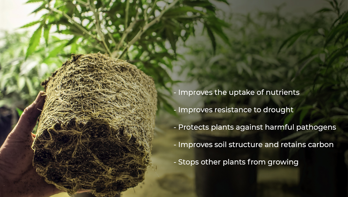 Plants and mycorrhizae: benefits