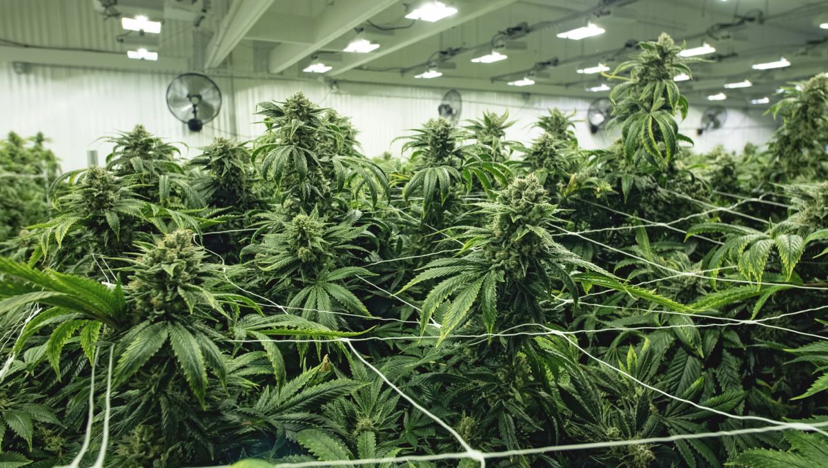 How much do autoflowers yield: cultivar