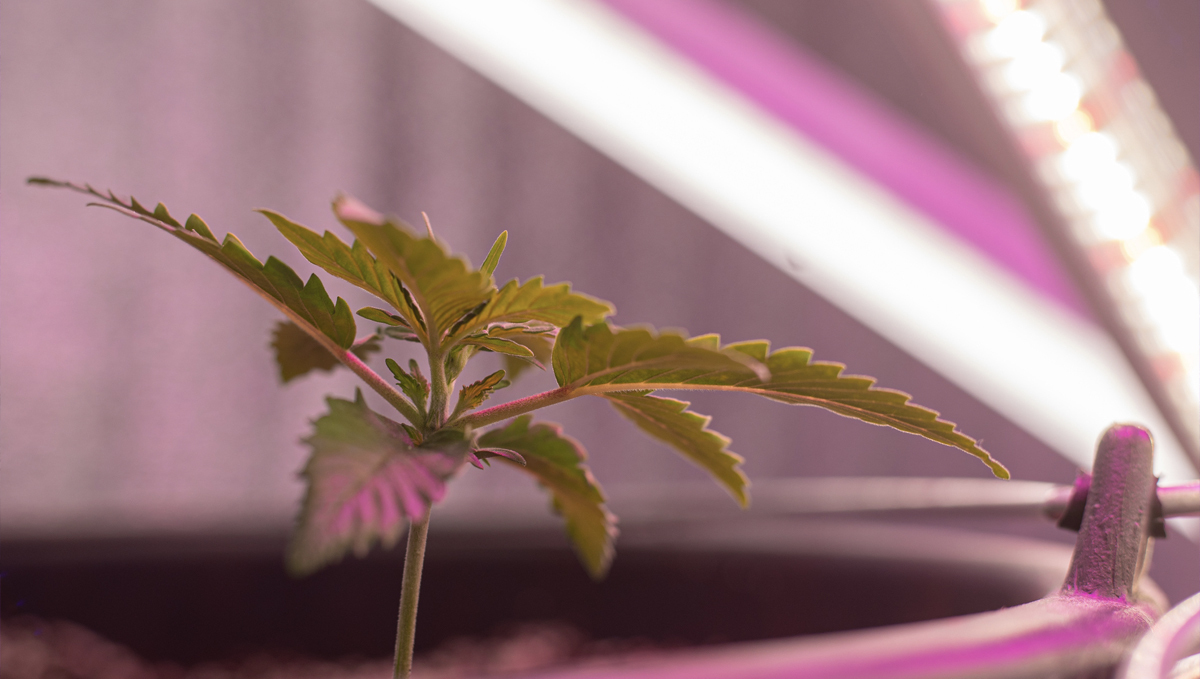 Bedste lysplan for Autoflowers: nærbillede af cannabis-frøplante