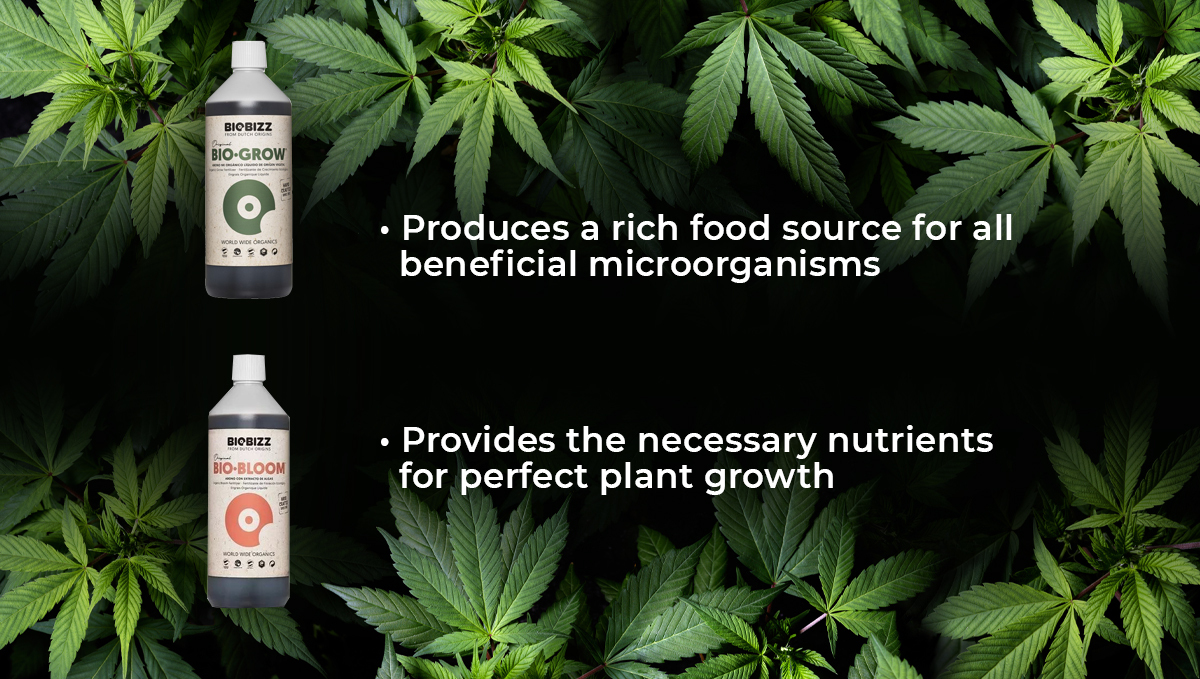 Biobizz feeding schedule: biogrow and biobloom
