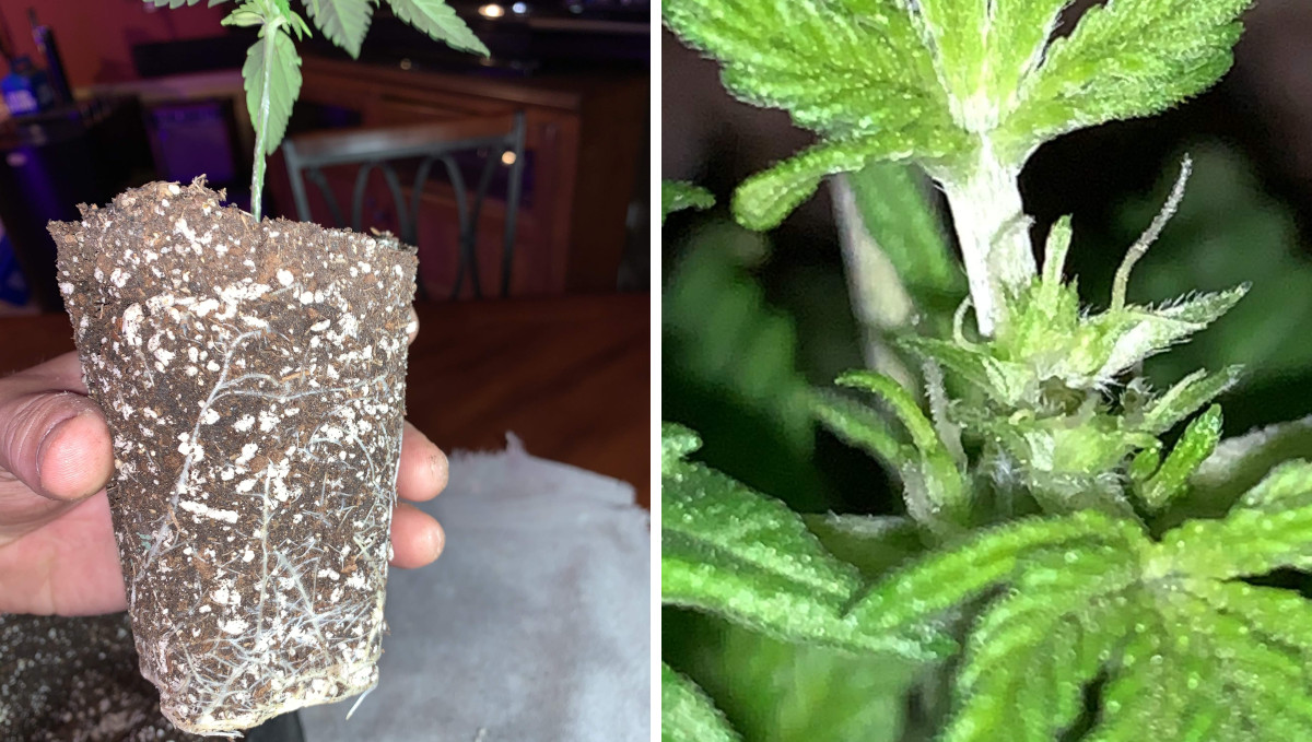 Gelato Auto Cannabis Strain Week-by-Week Guide: Repotting from a solo cup and topping