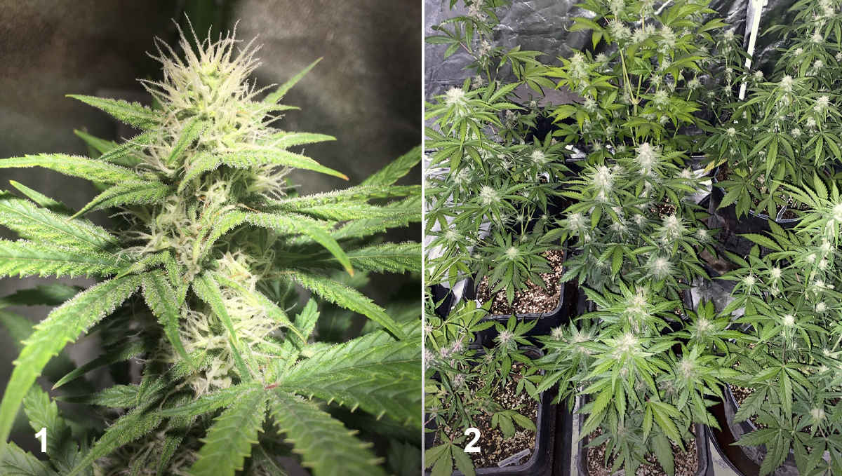 OG Kush Auto: week 7