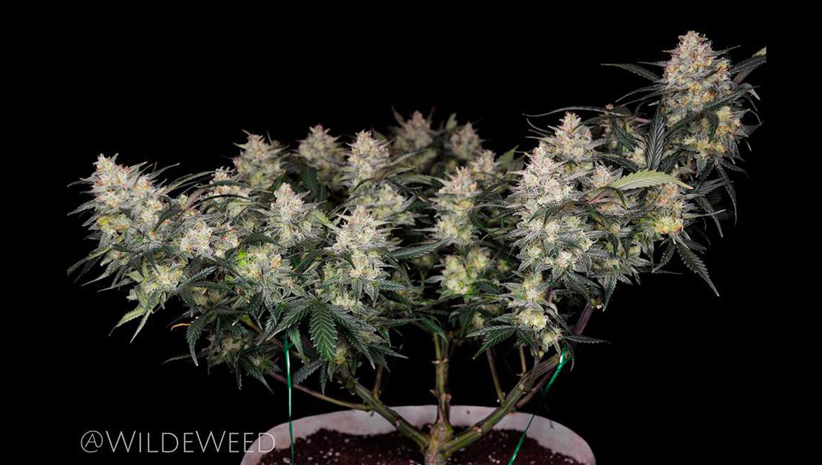 Gelato auto